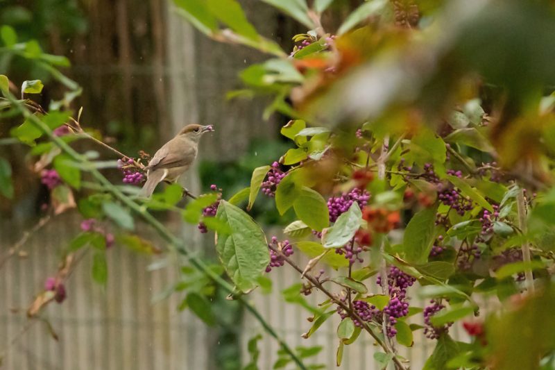 Fauvette à tête noire femelle mangeant des baies